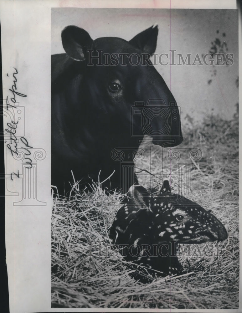 Load image into Gallery viewer, 1965 Press Photo Newborn Malayan tapir, with mother at Milwaukee zoo - mjb59997

