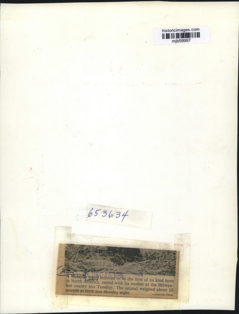 1965 Press Photo Newborn Malayan tapir, with mother at Milwaukee zoo - mjb59997