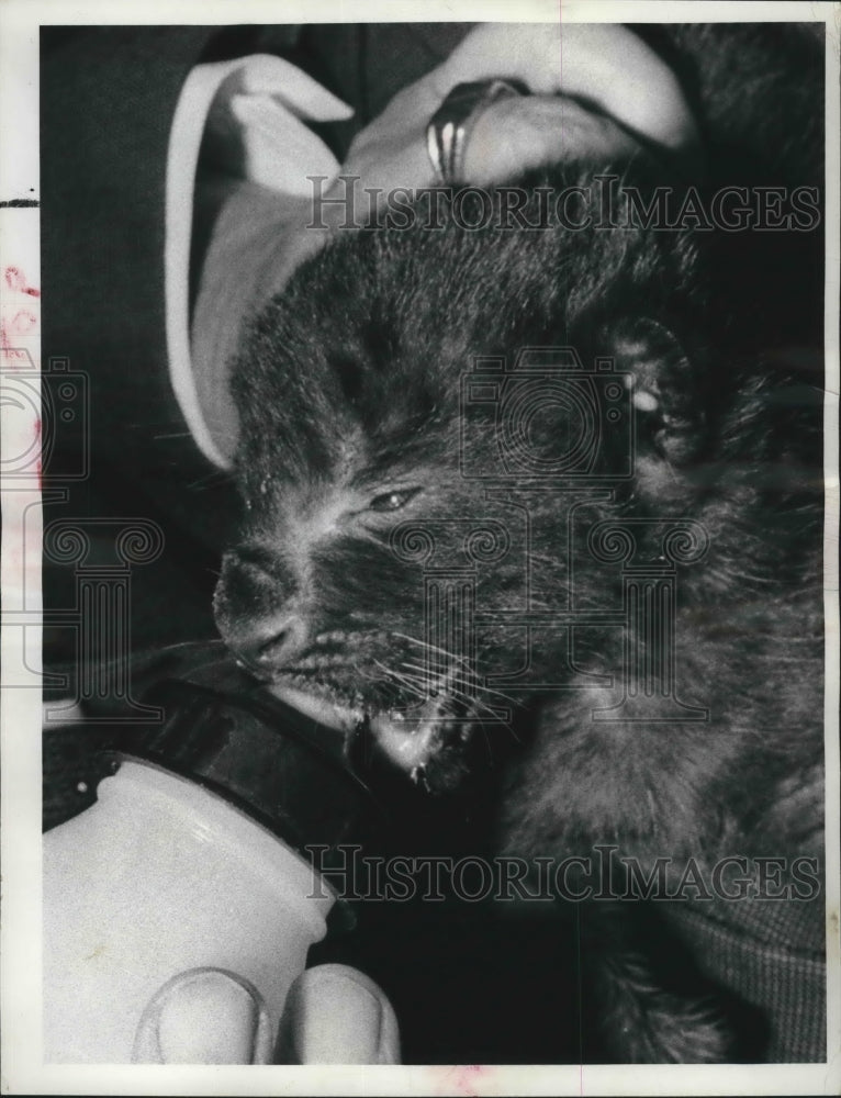 1966 Press Photo Milwaukee Zoo&#39;s black leopard cub, cared for by George Speidel- Historic Images