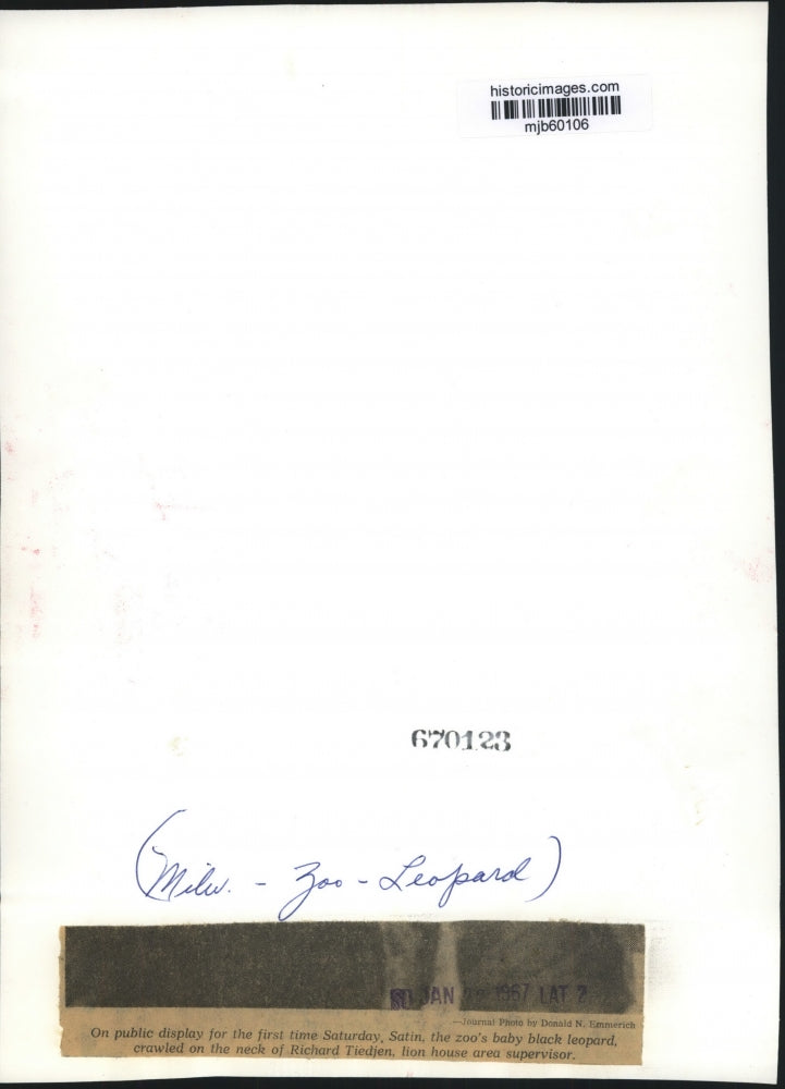 1967 Press Photo Satin baby leopard on the neck of Richard Tiedjen Milwaukee zoo
