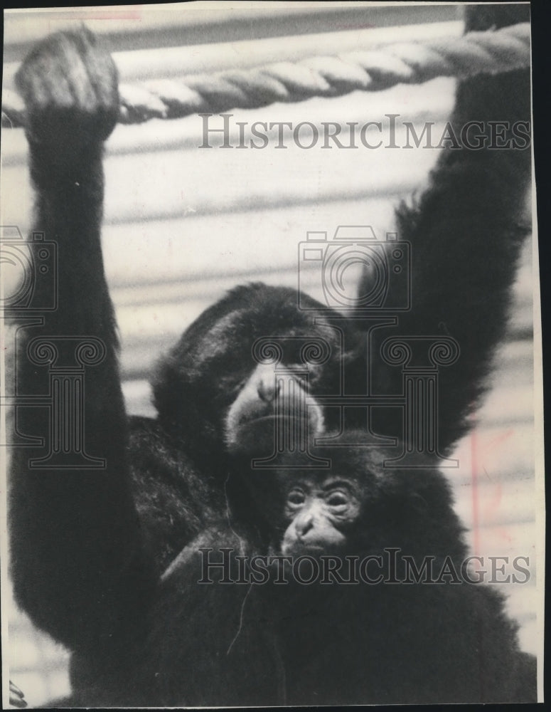 1963 Press Photo Siamang monkeys at Milwaukee County Zoo - mjb60382