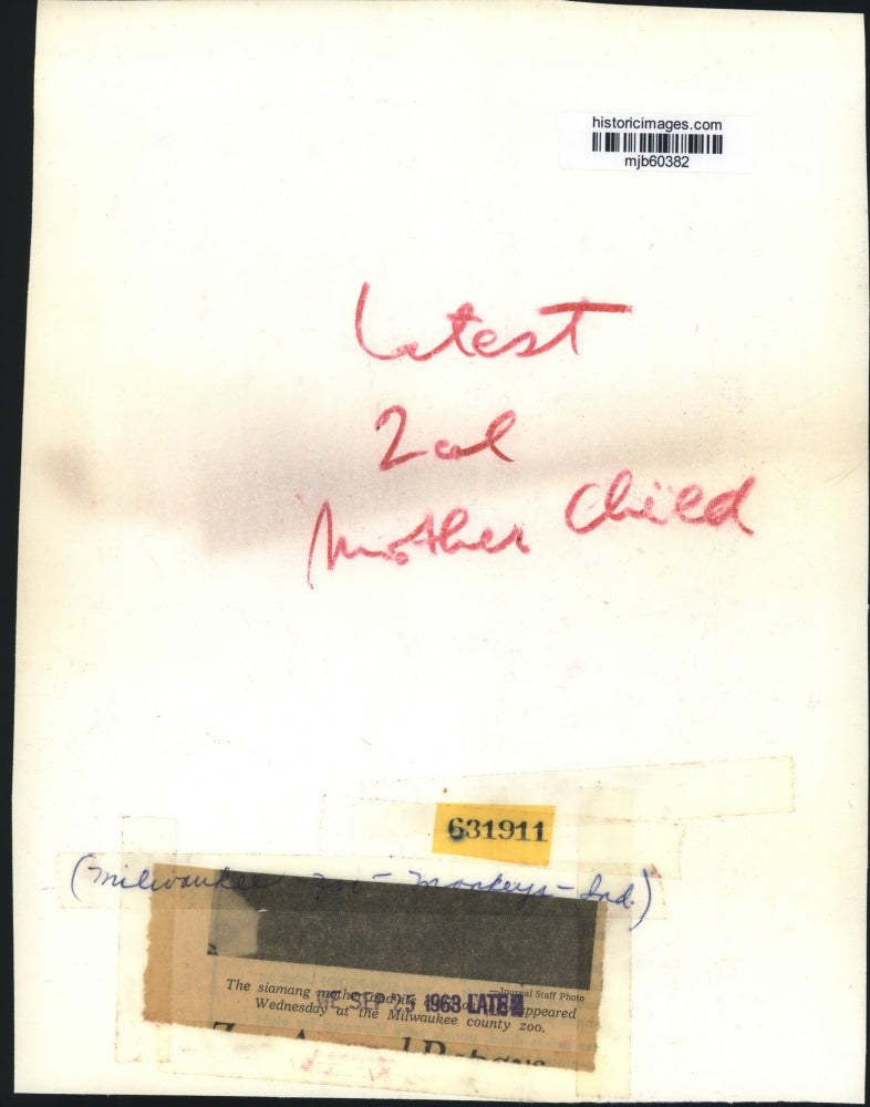 1963 Press Photo Siamang monkeys at Milwaukee County Zoo - mjb60382