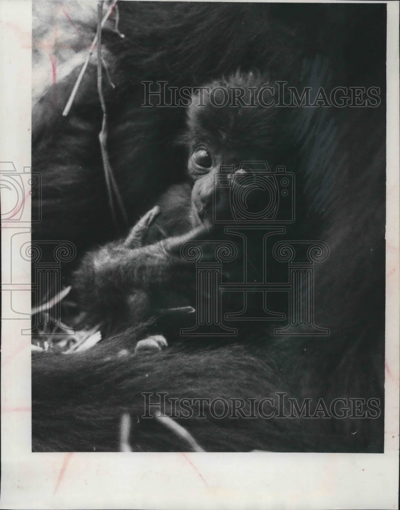 1962 Press Photo Mark, a siamang gibbon in Milwaukee County Zoo- Historic Images