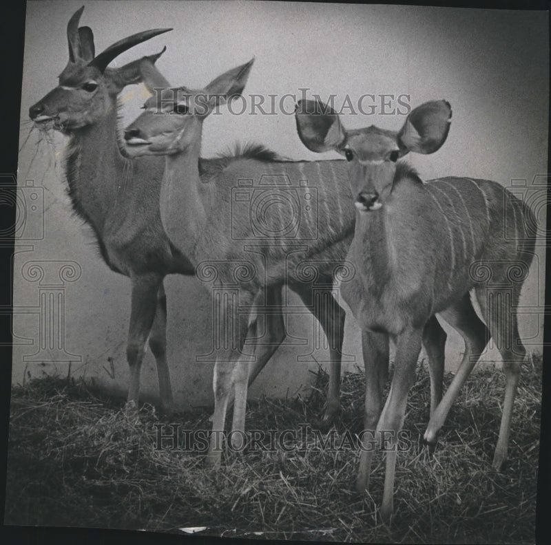 Load image into Gallery viewer, 1965 Press Photo Greater kudus from Africa in their new home , Milwaukee Zoo
