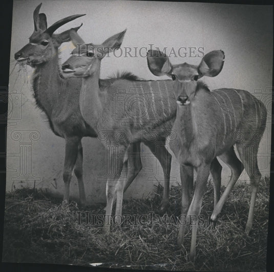 1965 Press Photo Greater kudus from Africa in their new home , Milwaukee Zoo