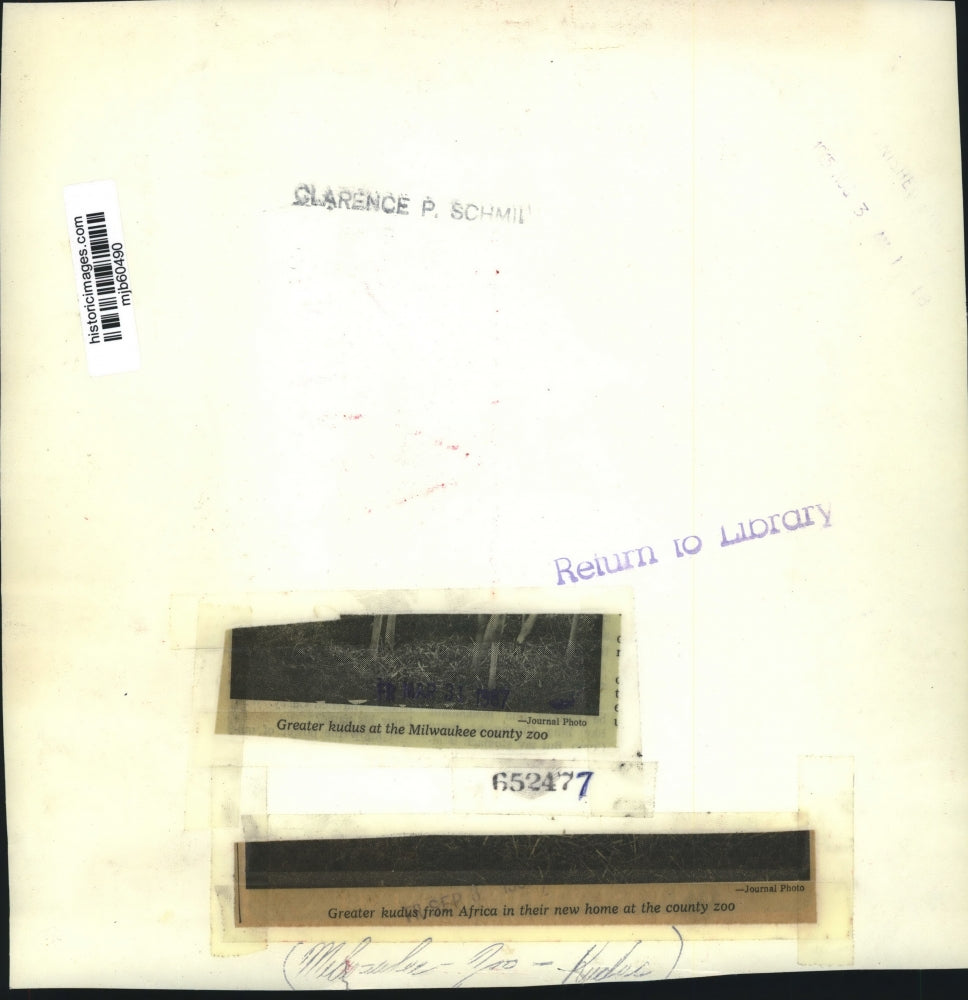 1965 Press Photo Greater kudus from Africa in their new home , Milwaukee Zoo