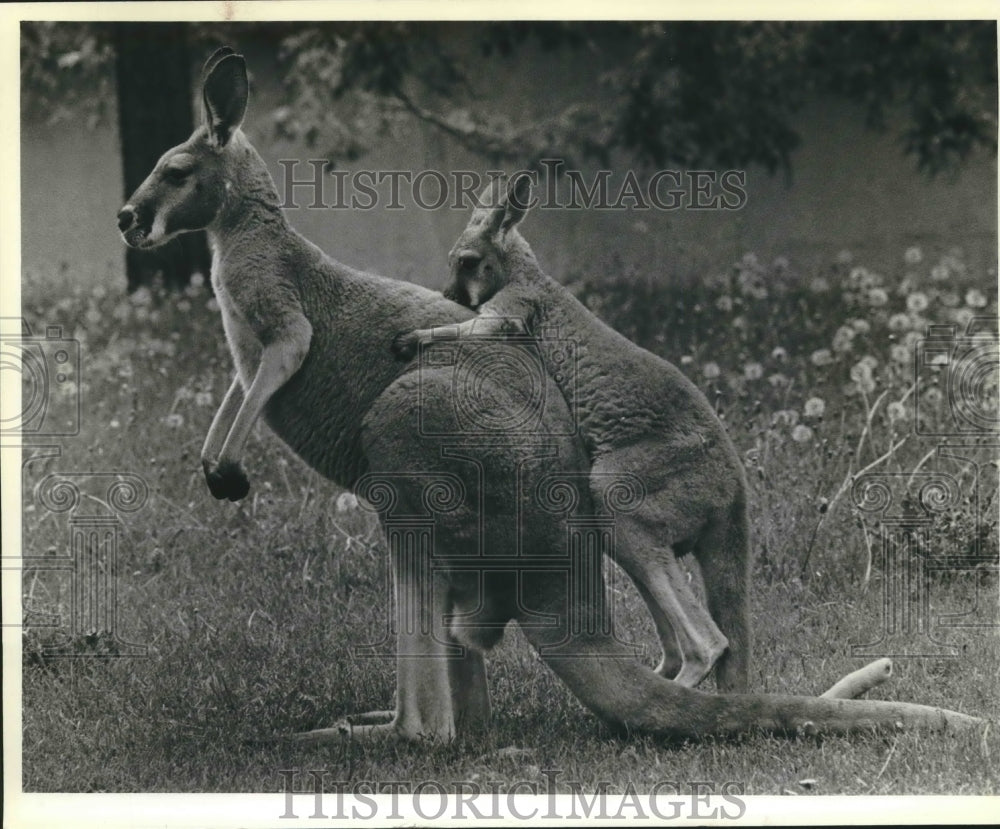 1980 Press Photo Milwaukee Zoo, Father's Day, kangaroo with his six month joey- Historic Images