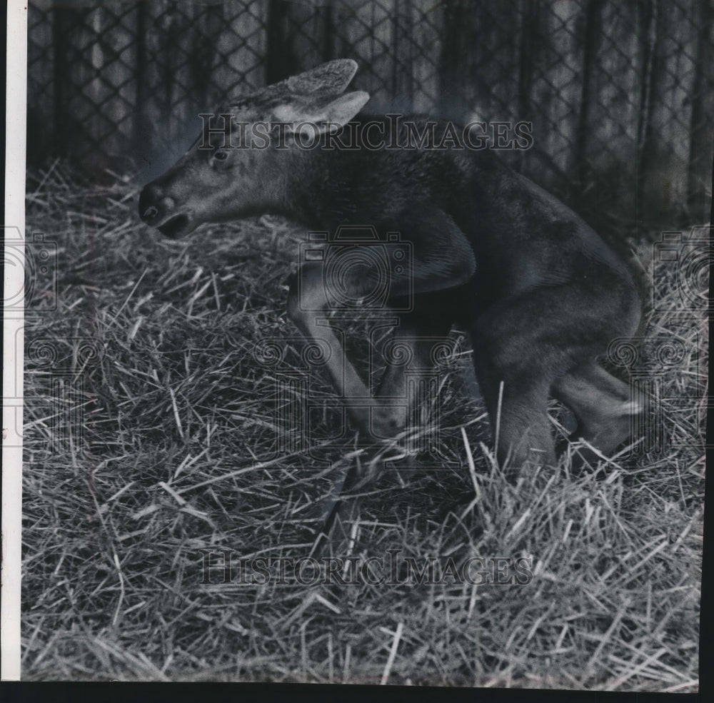 1965 Press Photo New born moose barely gets up at Milwaukee County Zoo