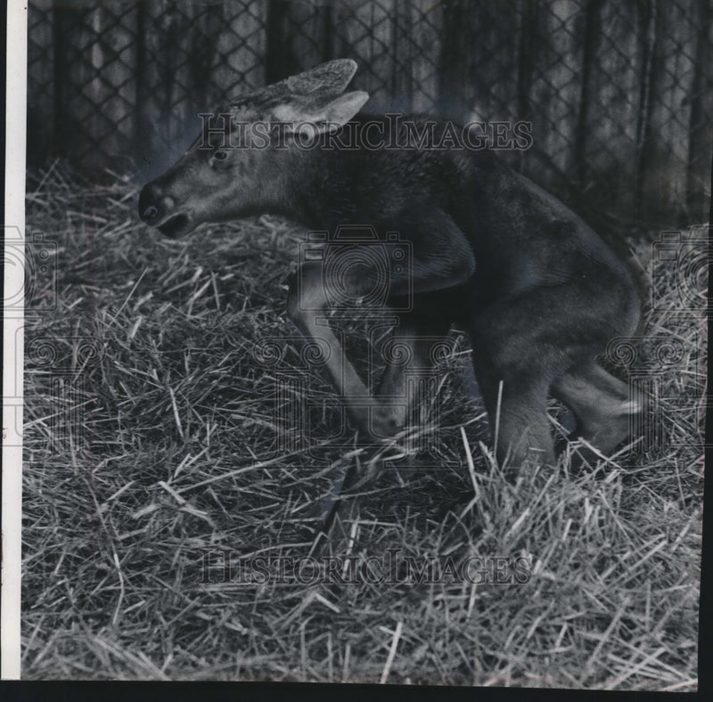 Load image into Gallery viewer, 1965 Press Photo New born moose barely gets up at Milwaukee County Zoo
