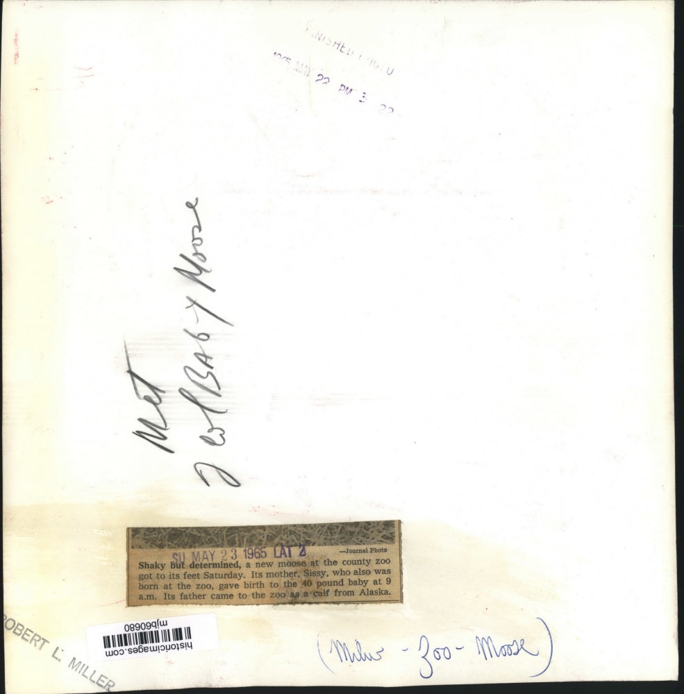 1965 Press Photo New born moose barely gets up at Milwaukee County Zoo