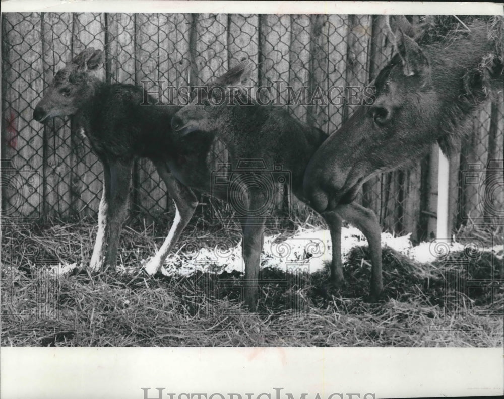 1966 Press Photo Moose mother observes new twins at Milwaukee County Zoo - Historic Images