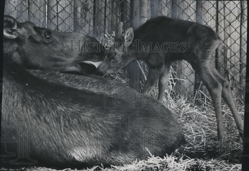 1966 Press Photo Newborn moose stands next to its mother at Milwaukee County Zoo