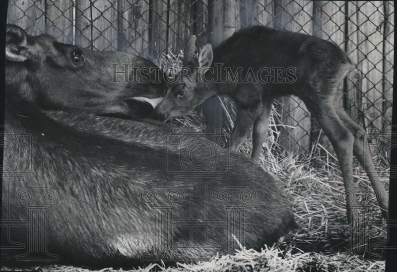 Load image into Gallery viewer, 1966 Press Photo Newborn moose stands next to its mother at Milwaukee County Zoo
