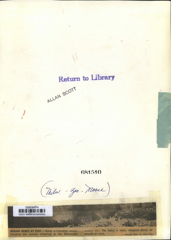 1966 Press Photo Newborn moose stands next to its mother at Milwaukee County Zoo