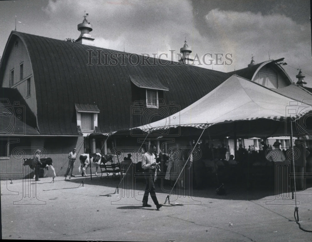 1949 Press Photo Dairy cattle are auctioned off in Wauwatosa, Wisconsin - Historic Images