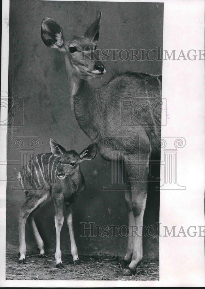 1969 Press Photo A newborn Kudu with its mother at the Milwaukee County Zoo- Historic Images