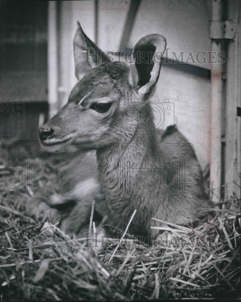 1966 Press Photo Newborn female kudu at Milwaukee County Zoo - mjb61295- Historic Images