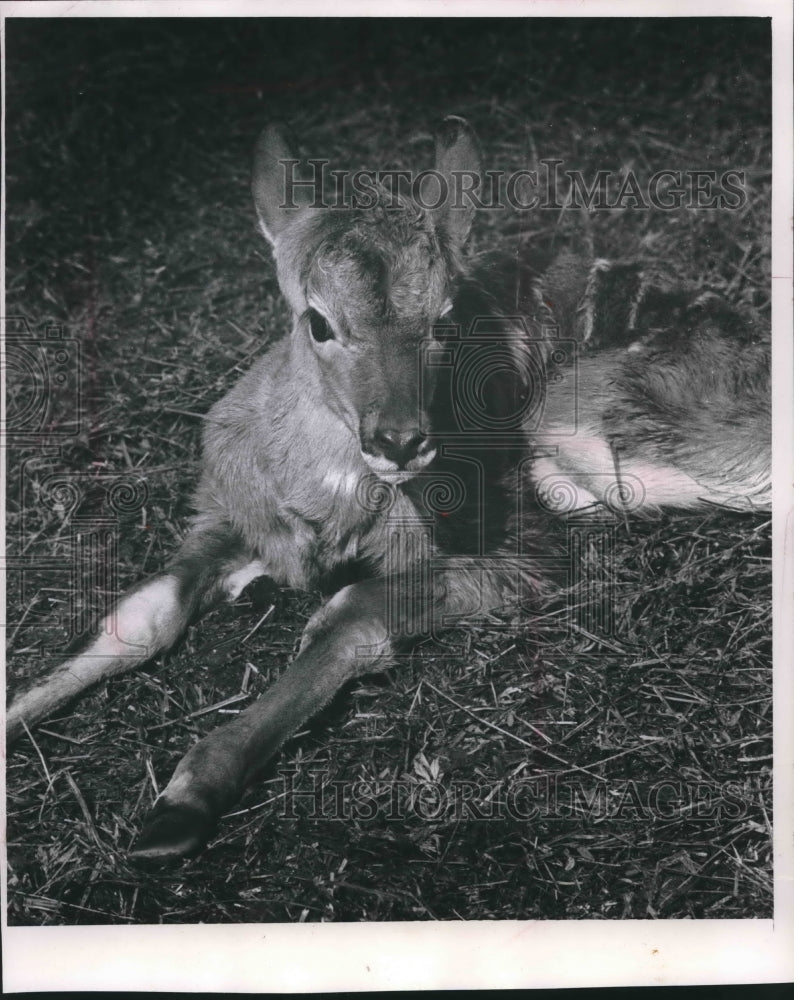 1968 Press Photo Baby kudu, third born at Milwaukee County Zoo, rests in straw- Historic Images