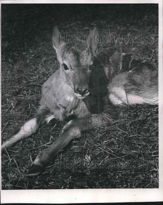1968 Press Photo Baby kudu, third born at Milwaukee County Zoo, rests in straw- Historic Images