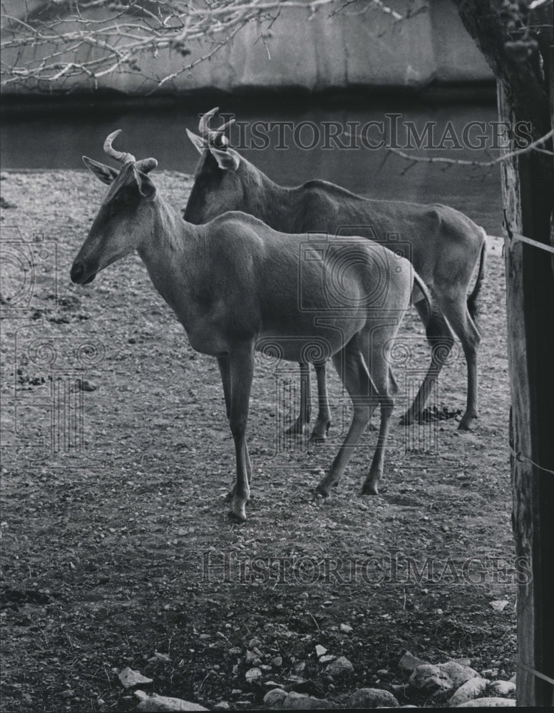 1975 Press Photo Two female kongoni in African yard, Milwaukee County Zoo