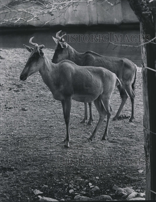 1975 Press Photo Two female kongoni in African yard, Milwaukee County Zoo