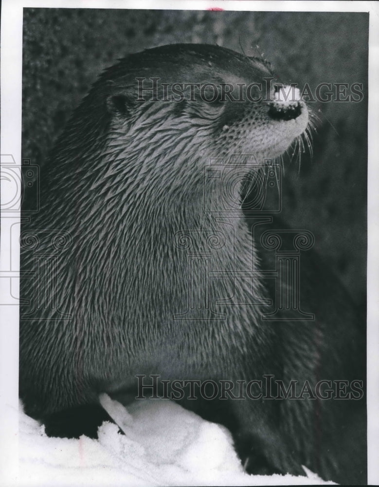 1972 Press Photo Canadian otter with snow on its nose at a Milwaukee zoo - Historic Images