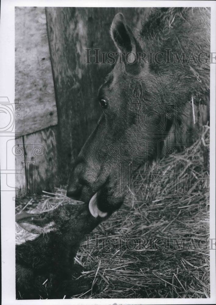 Load image into Gallery viewer, 1970 Press Photo One Of Two Newborn Moose Calves At Milwaukee Zoo Gets Cleaned
