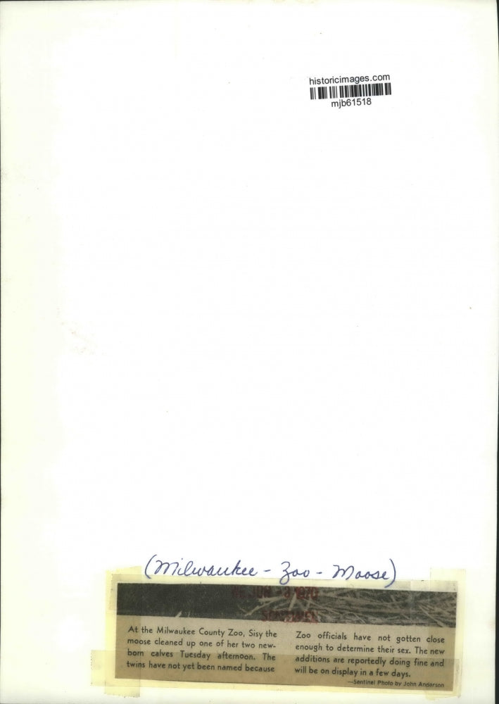 1970 Press Photo One Of Two Newborn Moose Calves At Milwaukee Zoo Gets Cleaned