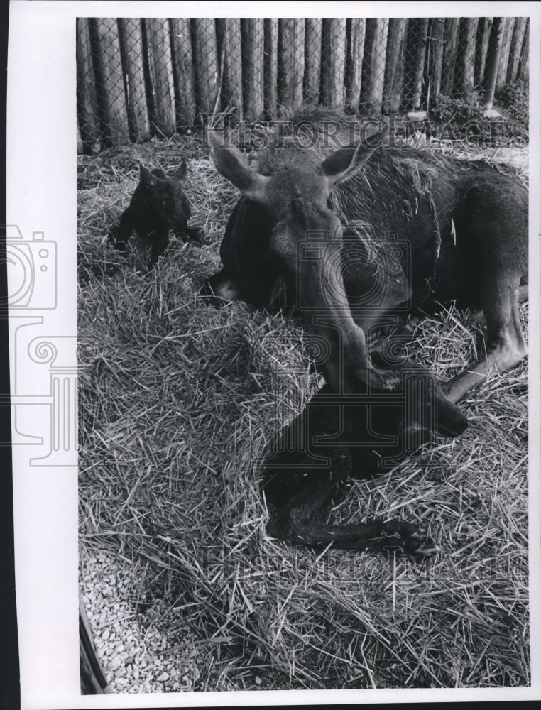 Load image into Gallery viewer, 1970 Press Photo Moose with Twin Calves at the Milwaukee County Zoo in Wisconsin
