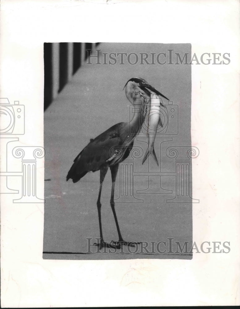 1971 Press Photo Heron Found A Fish On The Tierra Verde Dock In St. Petersburg
