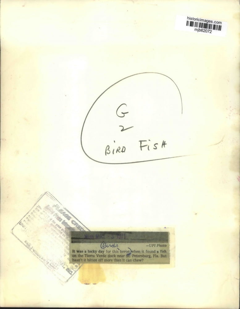 1971 Press Photo Heron Found A Fish On The Tierra Verde Dock In St. Petersburg