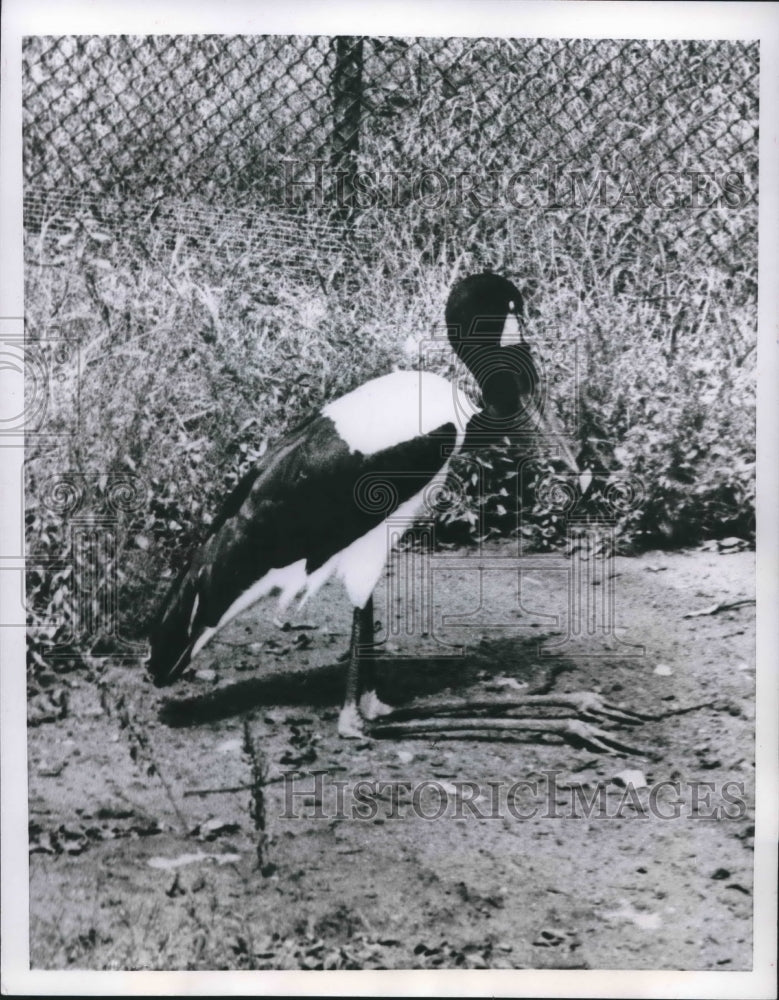 1955 Press Photo New York, Bronx Zoo, Black Crowned Bight Heron Bird - mjb62176