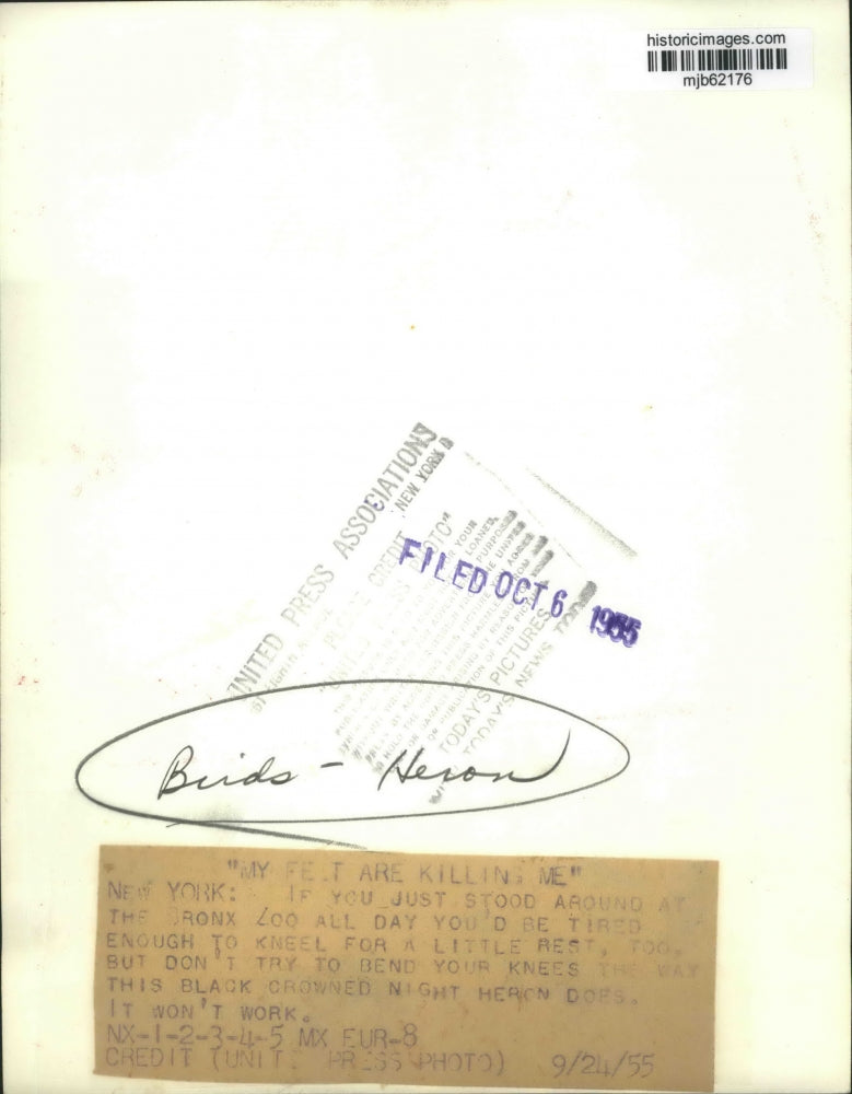 1955 Press Photo New York, Bronx Zoo, Black Crowned Bight Heron Bird - mjb62176