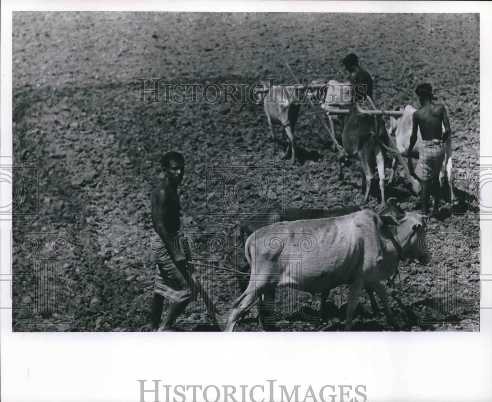 1964 Press Photo Plowing in east Pakistan with oxen - mjb62368