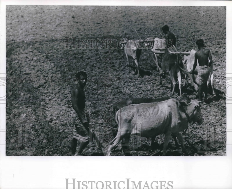 Load image into Gallery viewer, 1964 Press Photo Plowing in east Pakistan with oxen - mjb62368
