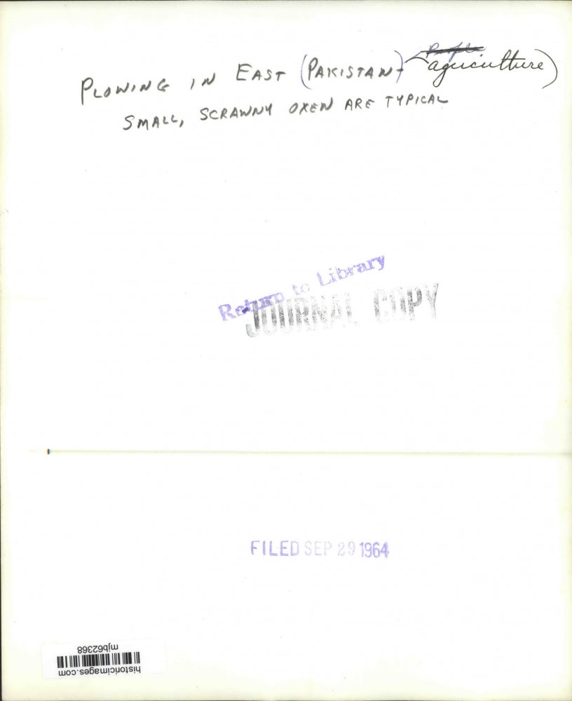 1964 Press Photo Plowing in east Pakistan with oxen - mjb62368