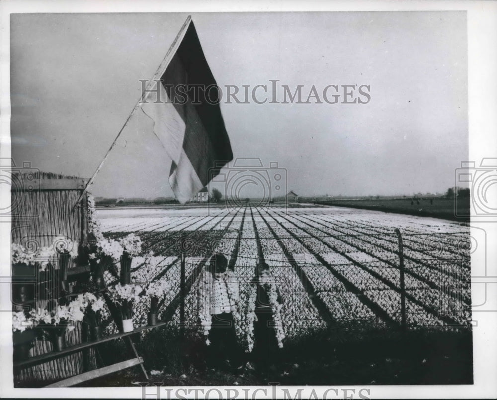 1957 Press Photo Spring flowers bursting in Amsterdam, The Netherlands- Historic Images