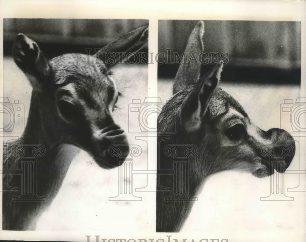 1967 Press Photo June, a Speke's Gazelle, at the St. Louis Zoo in Missouri