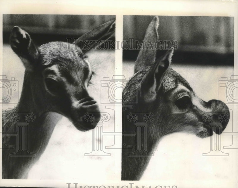 Load image into Gallery viewer, 1967 Press Photo June, a Speke's Gazelle, at the St. Louis Zoo in Missouri
