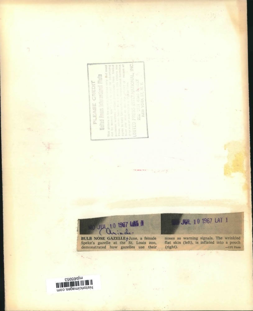 1967 Press Photo June, a Speke's Gazelle, at the St. Louis Zoo in Missouri