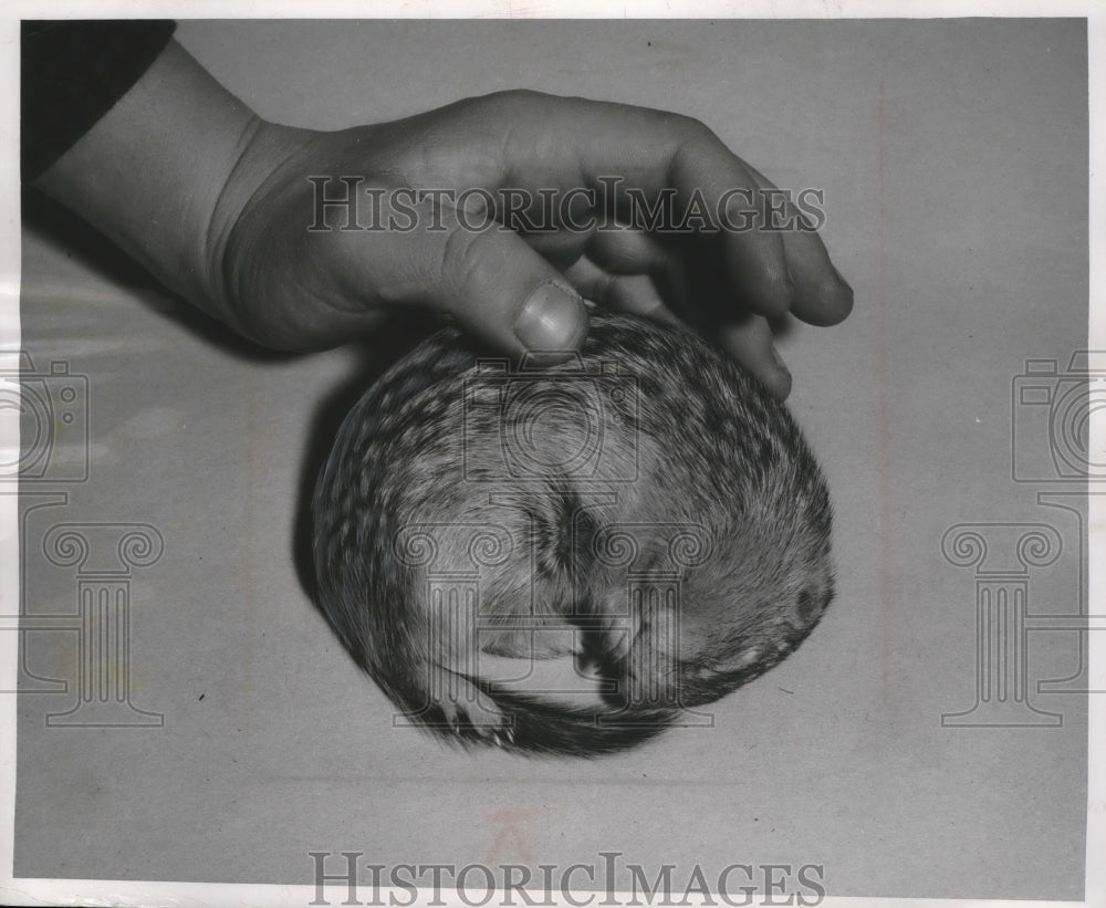 1956 Press Photo The Deep Sleep: A hibernating gopher.- Historic Images