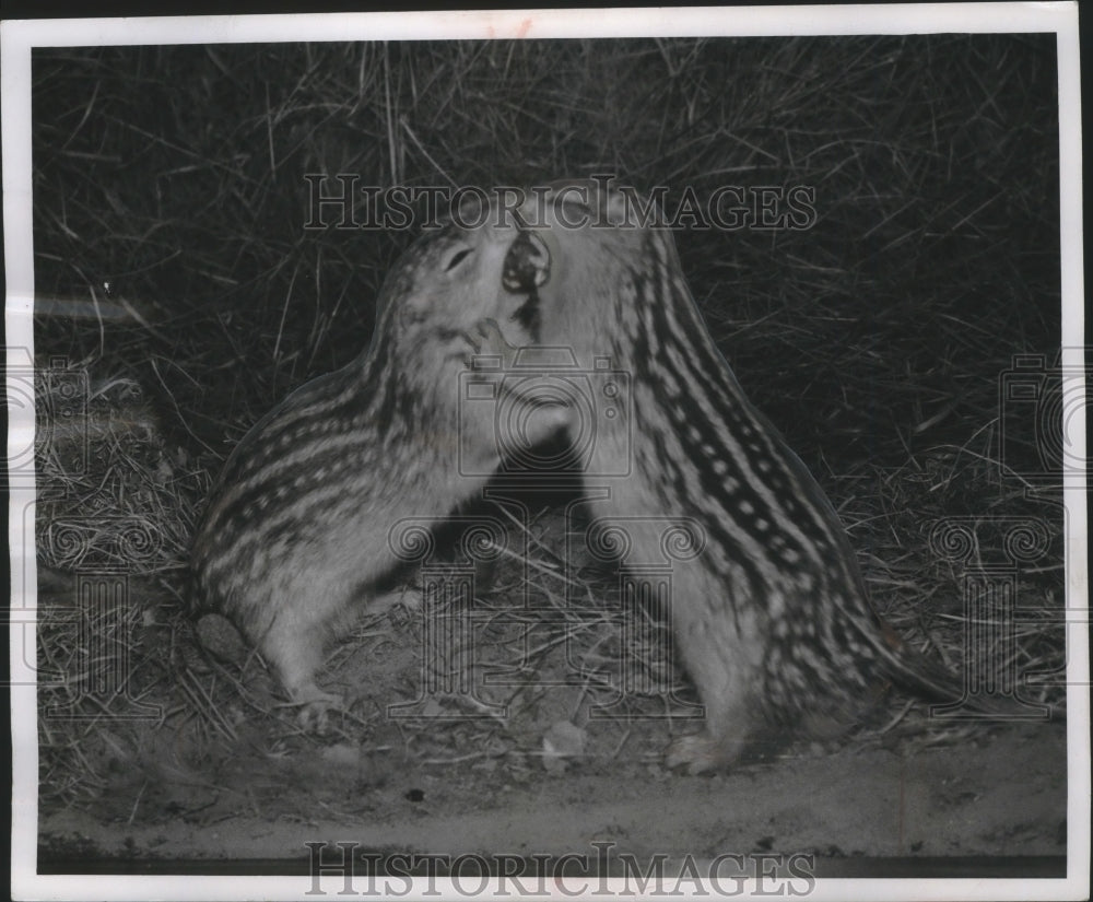 1956 Press Photo Gophers in spring after hibernation - mjb66137