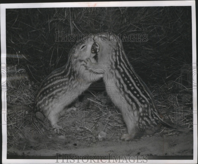 Load image into Gallery viewer, 1956 Press Photo Gophers in spring after hibernation - mjb66137
