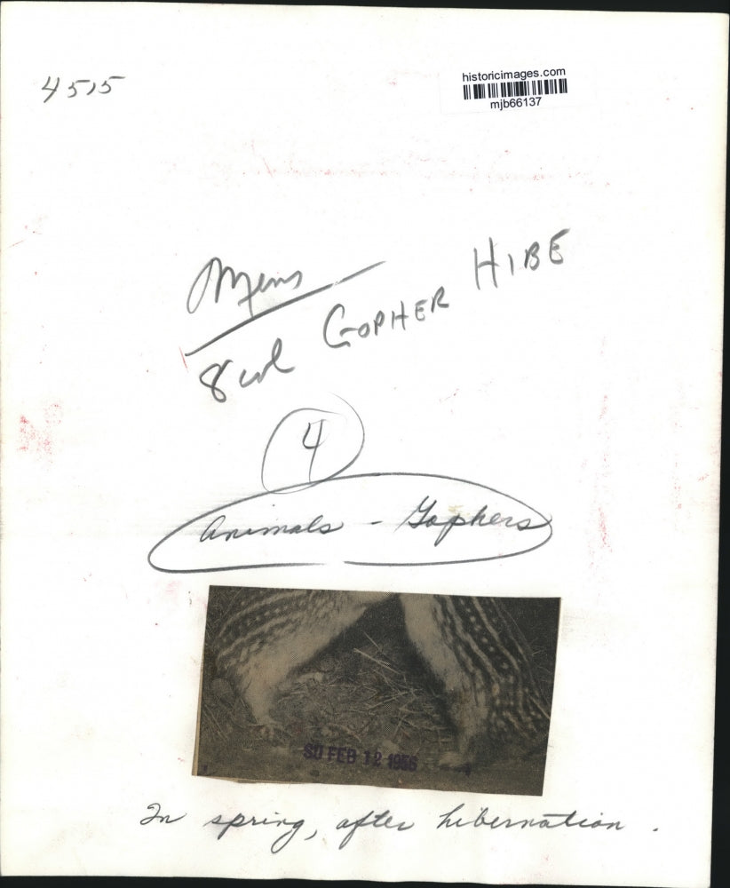 1956 Press Photo Gophers in spring after hibernation - mjb66137