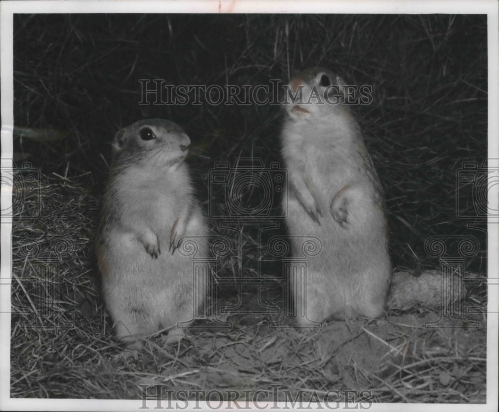 1956 Press Photo Gophers listen to the winter winds howling outside their den