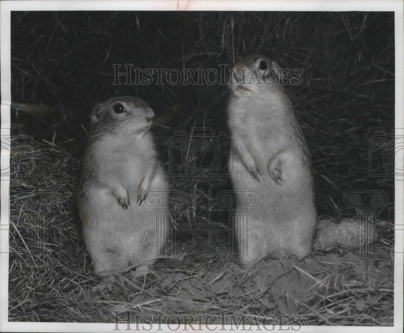 Load image into Gallery viewer, 1956 Press Photo Gophers listen to the winter winds howling outside their den
