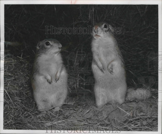 1956 Press Photo Gophers listen to the winter winds howling outside their den