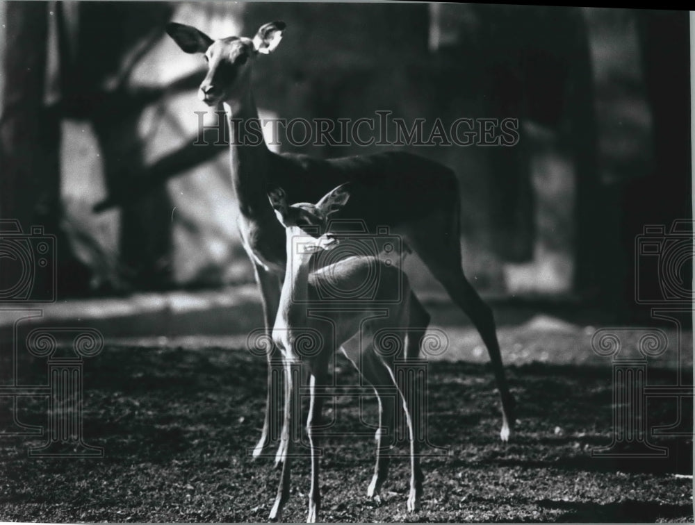 1990 Press Photo Baby Impala, Jester, at Milwaukee Zoo, with his mother, Afra- Historic Images