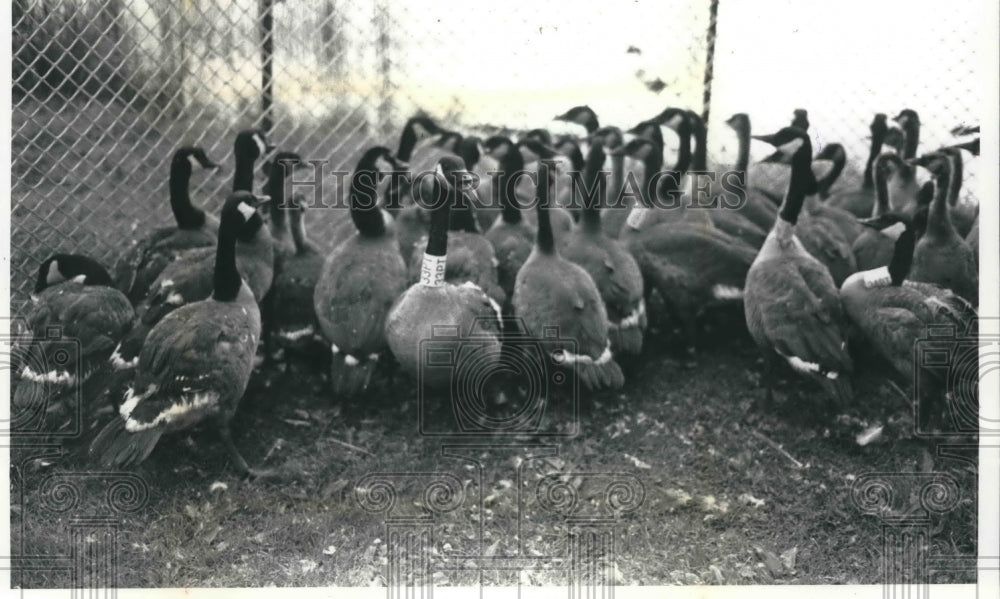 1990 Press Photo Giant Canada Goose being band- Historic Images