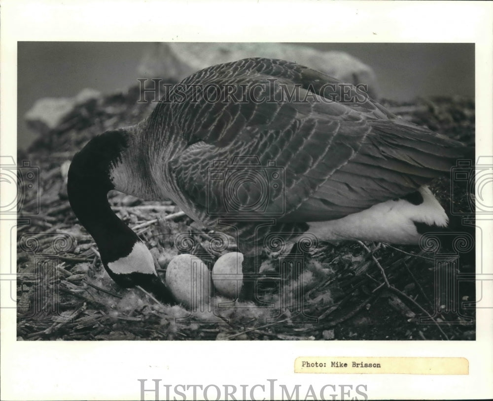 1981 Press Photo Canada Goose in nest at the Wild Life Sanctuary at Green Bay- Historic Images